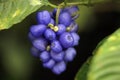 Psychotria pilosa fruit