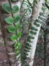 Psychotria serpens tropical climber plant on grey tree trunk