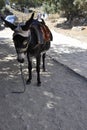 Psychro, august 29th: Donkey for trip to the Cave of Zeus in Dikti mountains from Crete island of Greece Royalty Free Stock Photo