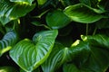 Psyllium hosta on the lawn in the park - A large green leaf - background