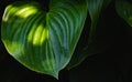 Psyllium hosta on the lawn in the park - A large green leaf - background