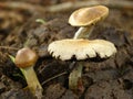 Psylocibe cubensis mushroom on cown manure Royalty Free Stock Photo