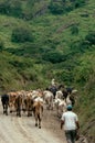 Herd of Holstein cattle crowd in green Pasture Royalty Free Stock Photo