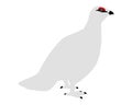 Ptarmigan Royalty Free Stock Photo