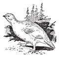Ptarmigan bird, vintage engraving Royalty Free Stock Photo
