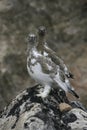 Ptarmigan birds on rock Royalty Free Stock Photo