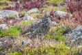 Ptarmigan Royalty Free Stock Photo