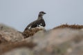 Ptarmigan Lagopus muta in spring moult perched and walking in the cairngorm national park, scotland Royalty Free Stock Photo