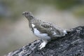 Ptarmigan (Lagopus mutus)