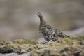 Ptarmigan, Lagopus mutus