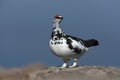 Ptarmigan, Lagopus mutus Royalty Free Stock Photo