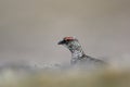 Ptarmigan, Lagopus mutus