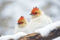 ptarmigan roosting in snow, only beak visible
