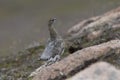 Ptarmigan in summer blue coat, heather and behaviour Royalty Free Stock Photo