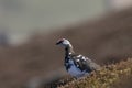 Ptarmigan in summer/winter coat against heather and mountain background Royalty Free Stock Photo
