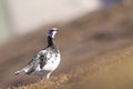 Ptarmigan in summer/winter coat against heather and mountain background Royalty Free Stock Photo