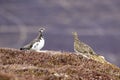 Ptarmigan in summer/winter coat against heather and mountain background Royalty Free Stock Photo