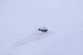 Ptarmigan in winter coat against snow and heather