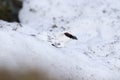 Ptarmigan in winter coat against snow and heather Royalty Free Stock Photo