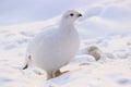 Ptarmigan winter plumage in Russia