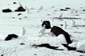 Ptarmigans in Greenlands winter in perfect camouflage Royalty Free Stock Photo