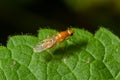 Ptecticus trivittatus - soldier fly is a family of Stratiomyidae