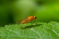 Ptecticus trivittatus - soldier fly is a family of Stratiomyidae