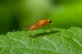 Ptecticus trivittatus - soldier fly is a family of Stratiomyidae