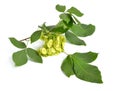 Ptelea trifoliata, commonly known as common hoptree, wafer ash, stinking ash, and skunk bush. Isolated on white