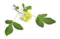 Ptelea trifoliata, commonly known as common hoptree, wafer ash, stinking ash, and skunk bush. Isolated on white Royalty Free Stock Photo