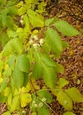 Ptelea trifoliata or stinking ash Royalty Free Stock Photo