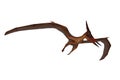 Pteranodon dinosaur in flight hunting. 3D illustration isolated on white with clipping path Royalty Free Stock Photo