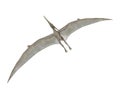 Pteranodon