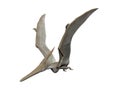 Pteranodon Royalty Free Stock Photo