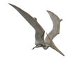 Pteranodon Royalty Free Stock Photo