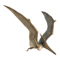 Pteranodon