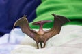 Pteranodon dinosaur figure