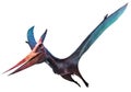 Pteranodon flying dinosaur 3D illustration Royalty Free Stock Photo