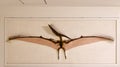 Pteranodon fossil skeleton in the Natural History Museum in London