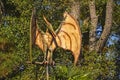 Pteranodon the Largest Flying Reptile