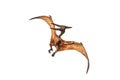 Pteranodon Pterodactyl Dinosaur on white background Royalty Free Stock Photo