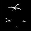 Pteranodon Pterodactyl silhouette illustration isolated on black background