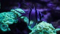 Pterapogon fish with Caulastrea curvata coral in the background Royalty Free Stock Photo