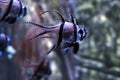 Pterapogon kauderni Banggai Cardinalfish Royalty Free Stock Photo