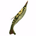 Pteraspis Fish Tail