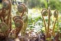 Pteridium aquilinum, also known as eagle fern, is a species of fern occurring in temperate and subtropical regions in both