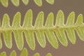 Pteridium aquilinum bracken, brake or common bracken approach to some leaves of this fern very common in the Andalusian