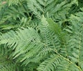 Bracken fern (Pteridium aquilinum)