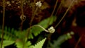 Pteridium aquilinum L. Kuhn var. latiusculum Desv. Underw.ex Heller
