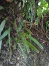 Pteridophyta adheres on tree